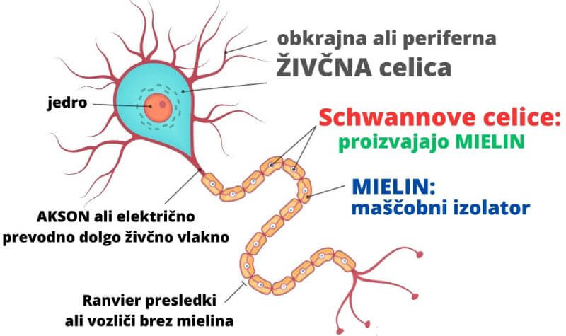 Zgradba neurona in mielinske ovojnice.